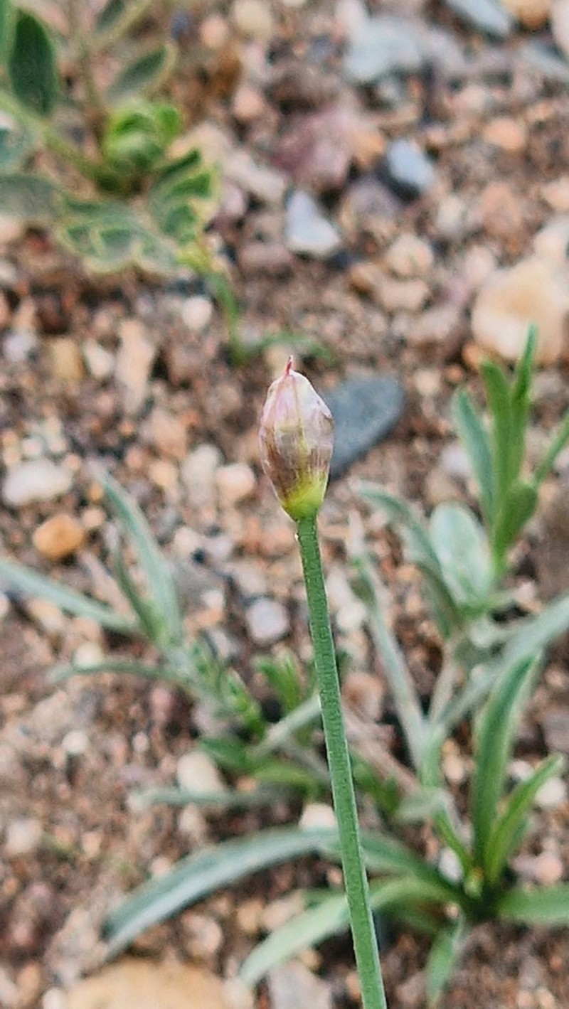 Allium polyrhizum photo 8