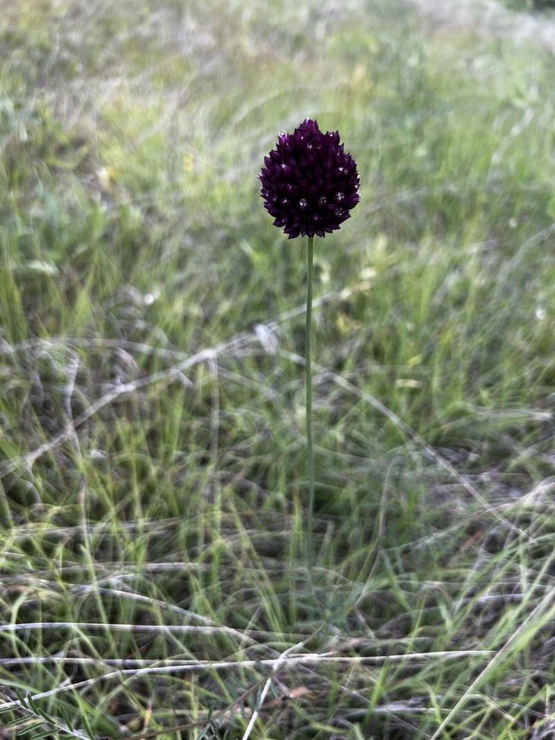 Allium ponticum