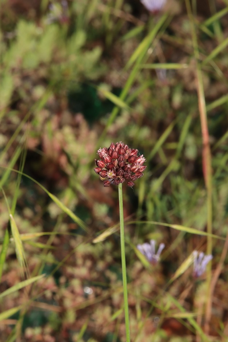 Allium ponticum photo 2