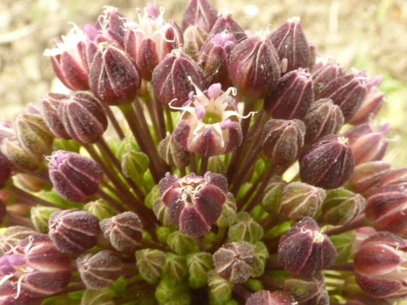 Allium ponticum photo 3