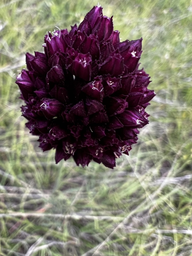 Allium ponticum photo 4