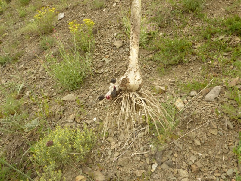 Allium ponticum photo 5