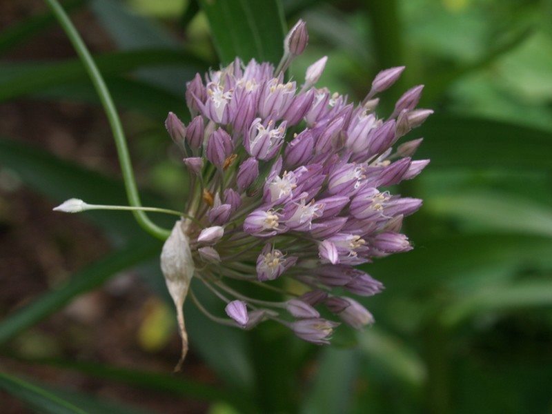 Allium ponticum photo 6