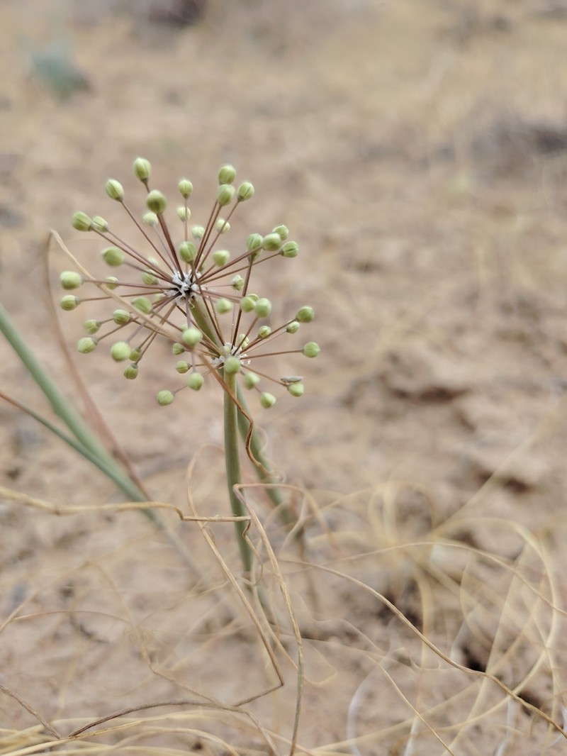 Allium popovii