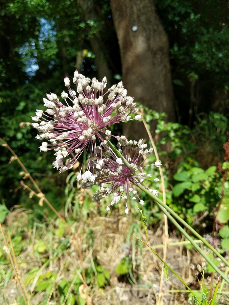Garden Leek photo 2