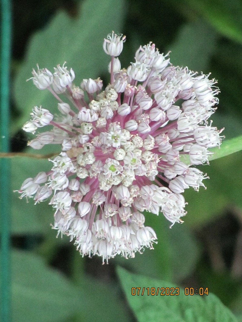 Garden Leek photo 3