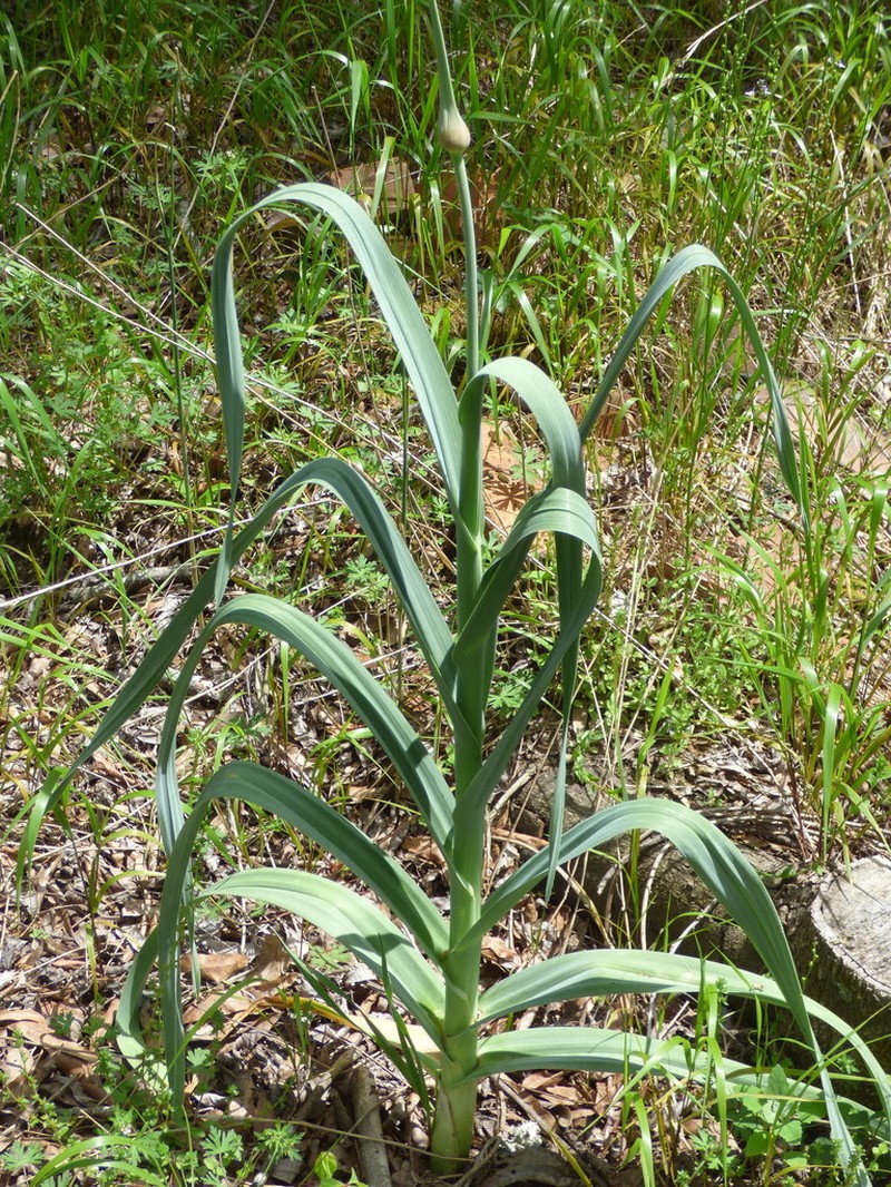 Garden Leek photo 4