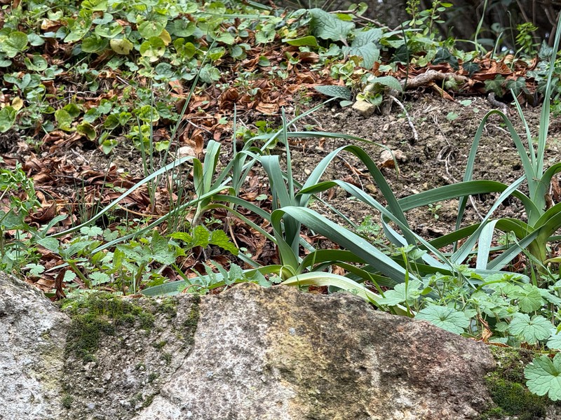 Garden Leek photo 5