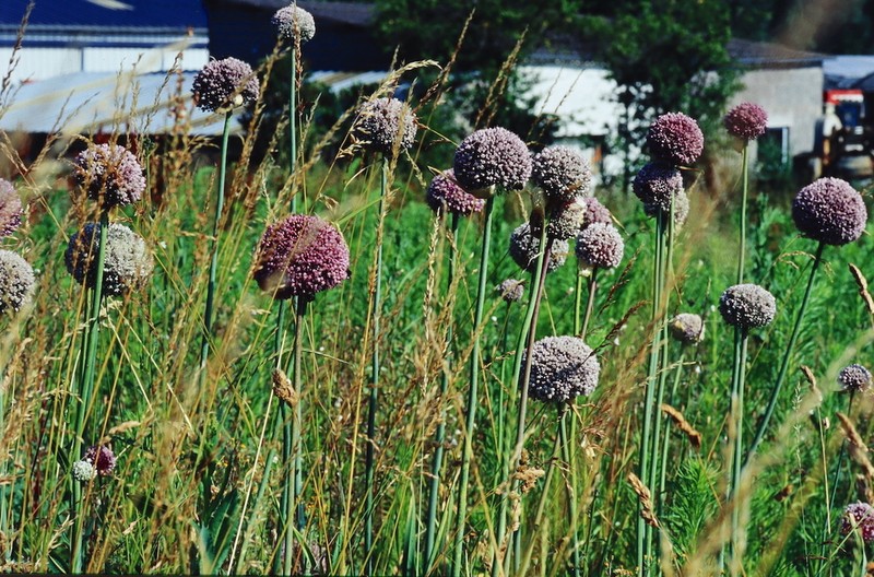 Garden Leek photo 6