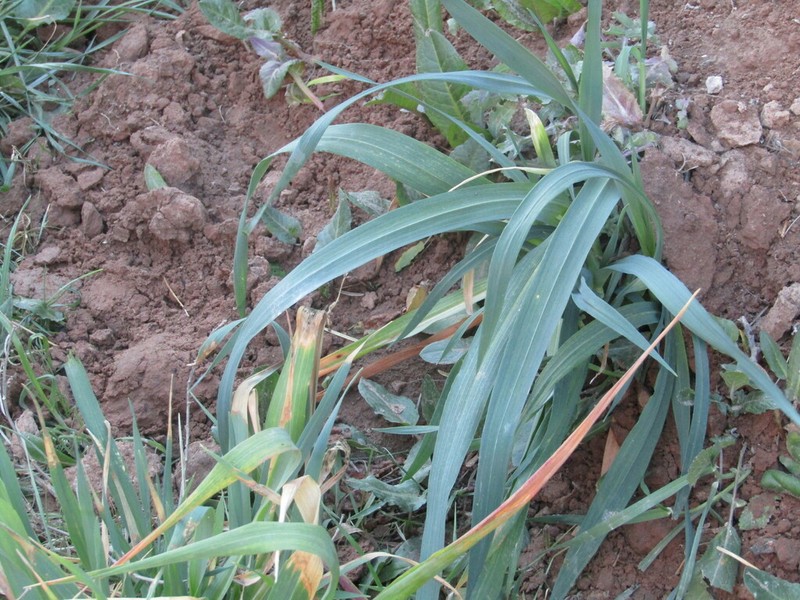 Garden Leek photo 7