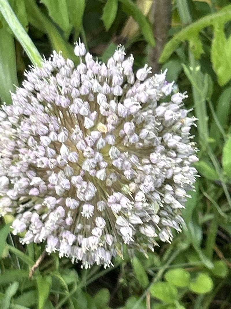 Garden Leek photo 8