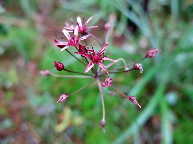 Allium potosiense
