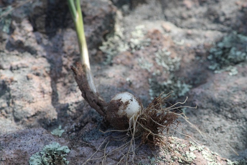 Allium potosiense photo 2