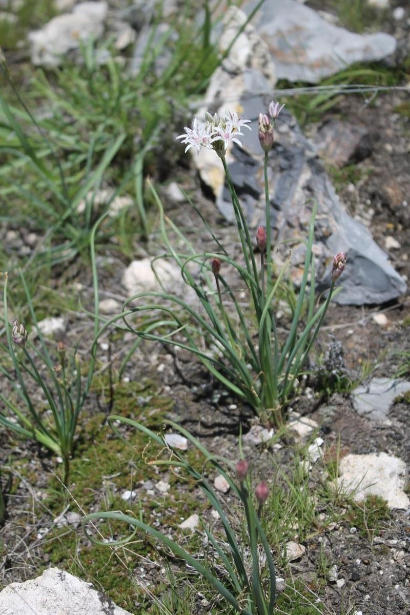 Allium potosiense photo 3
