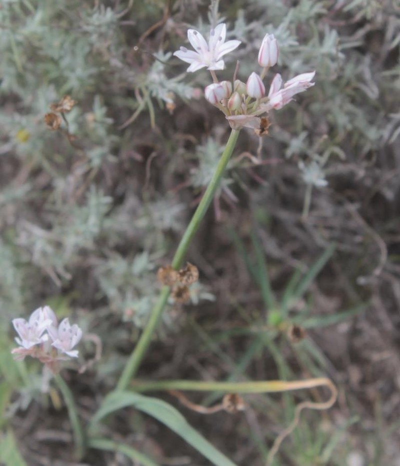 Allium potosiense photo 4