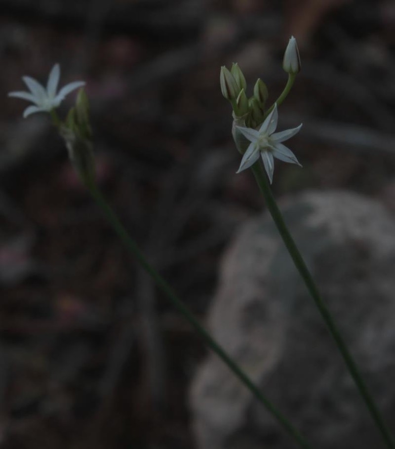 Allium potosiense photo 5