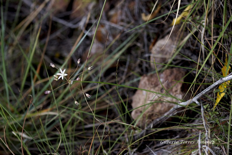 Allium potosiense photo 6