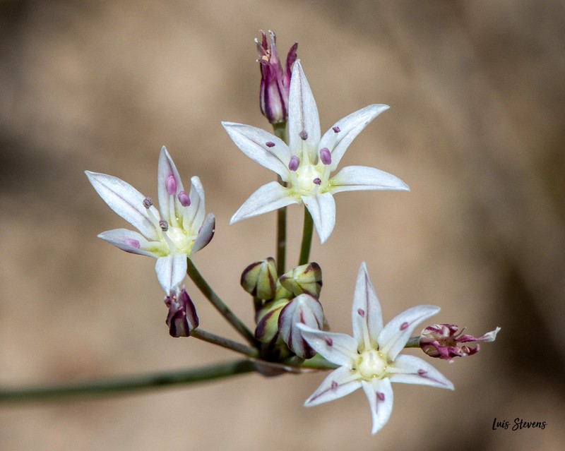 Allium potosiense photo 7