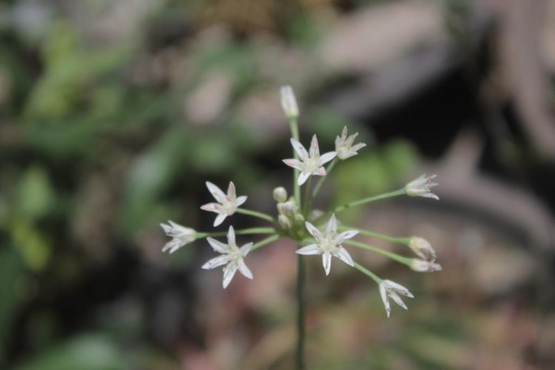 Allium potosiense photo 8