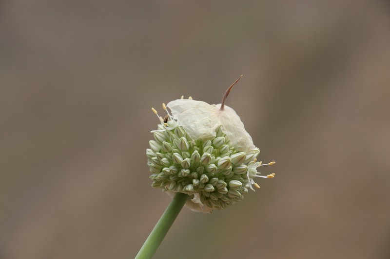 Allium praemixtum photo 2