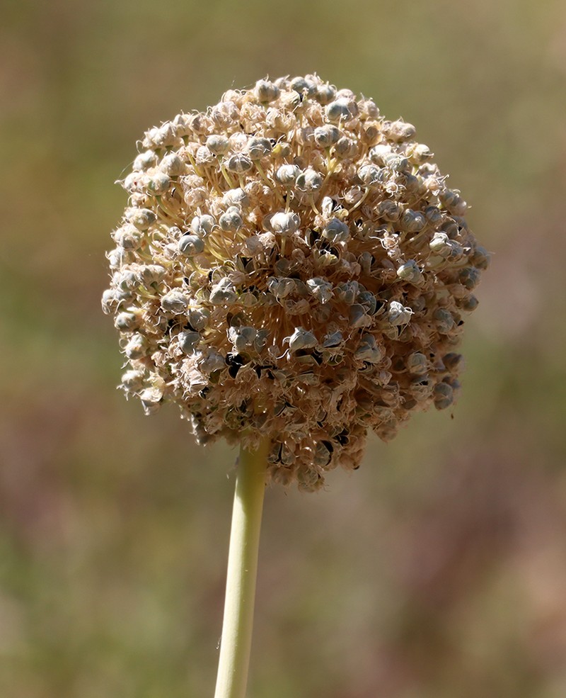 Allium praemixtum photo 6