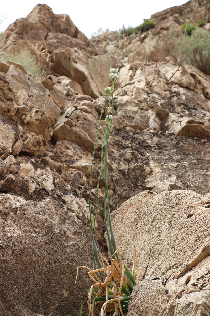 Allium praemixtum photo 7