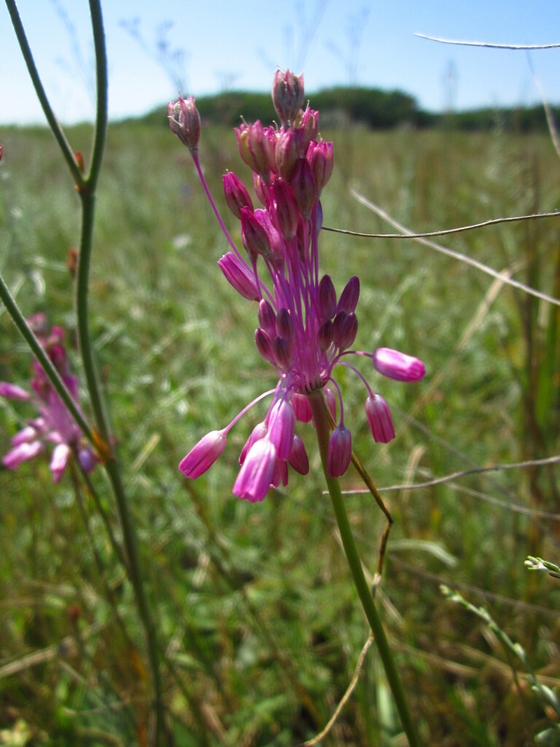 Allium praescissum photo 7