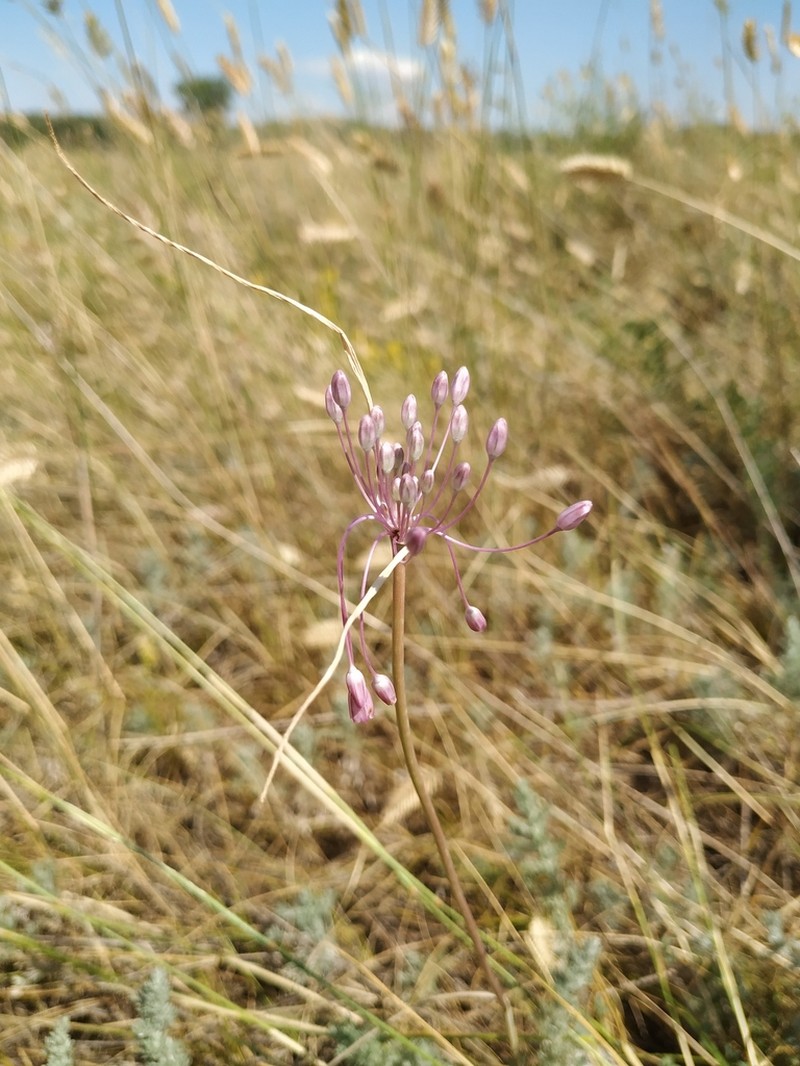 Allium praescissum photo 8