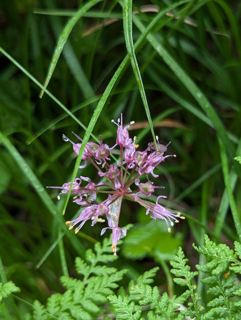 Allium prattii