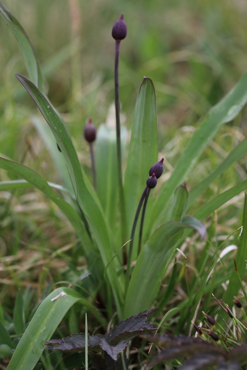 Allium prattii photo 2