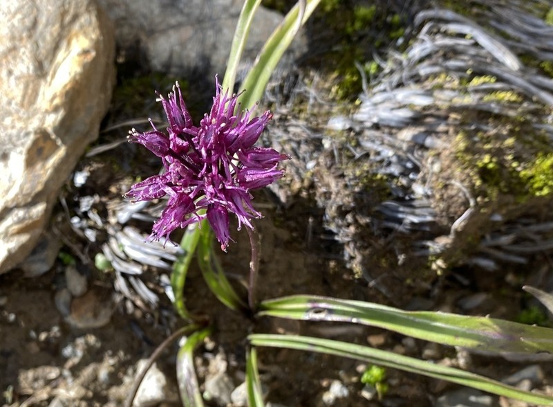 Allium prattii photo 3