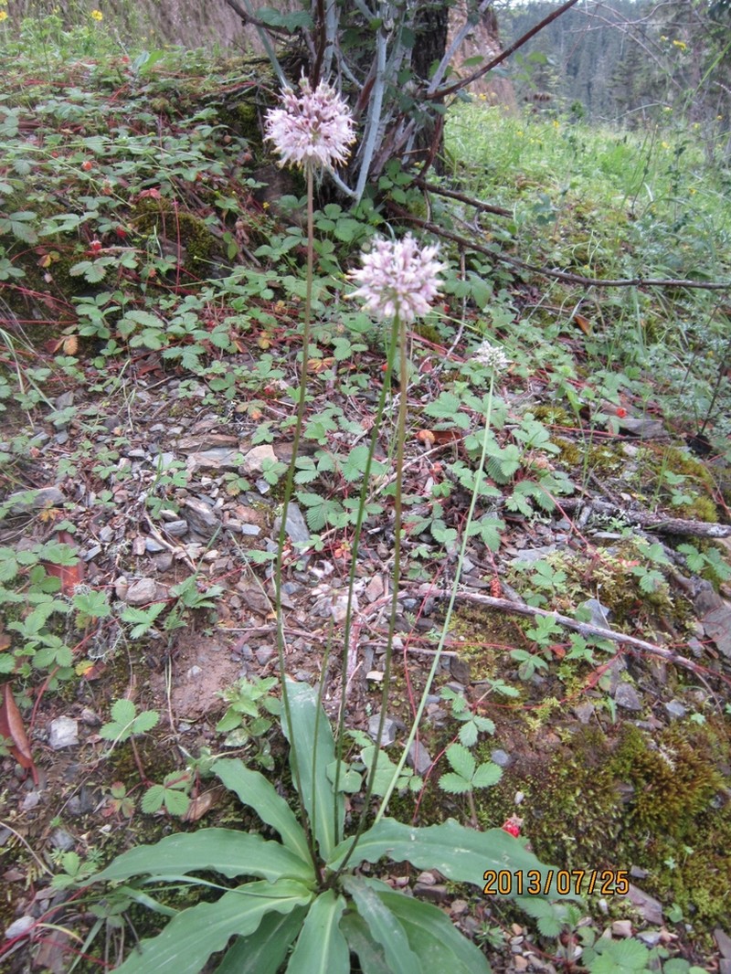Allium prattii photo 4
