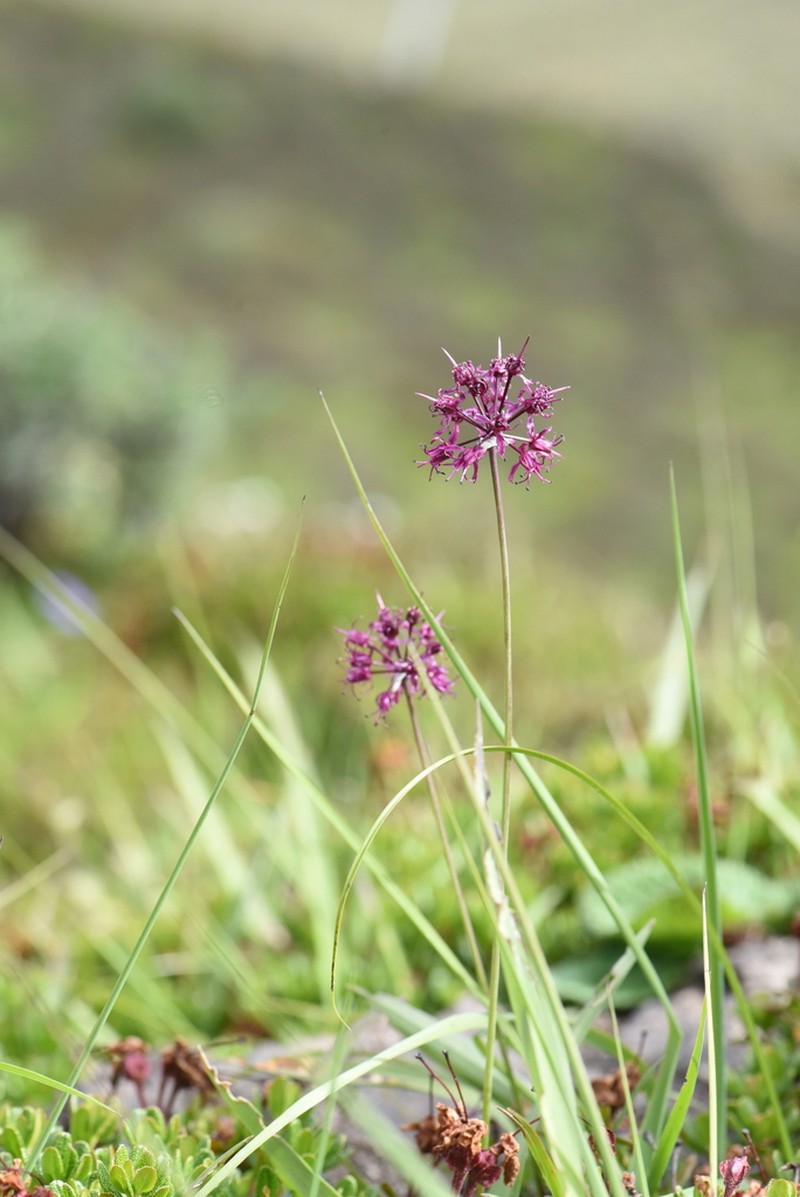 Allium prattii photo 5