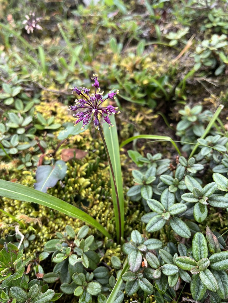 Allium prattii photo 6