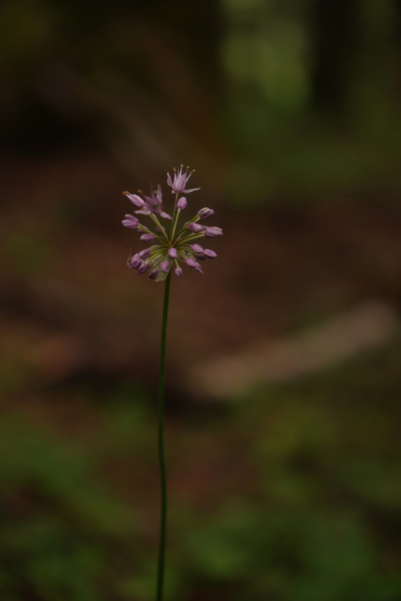 Allium prattii photo 7