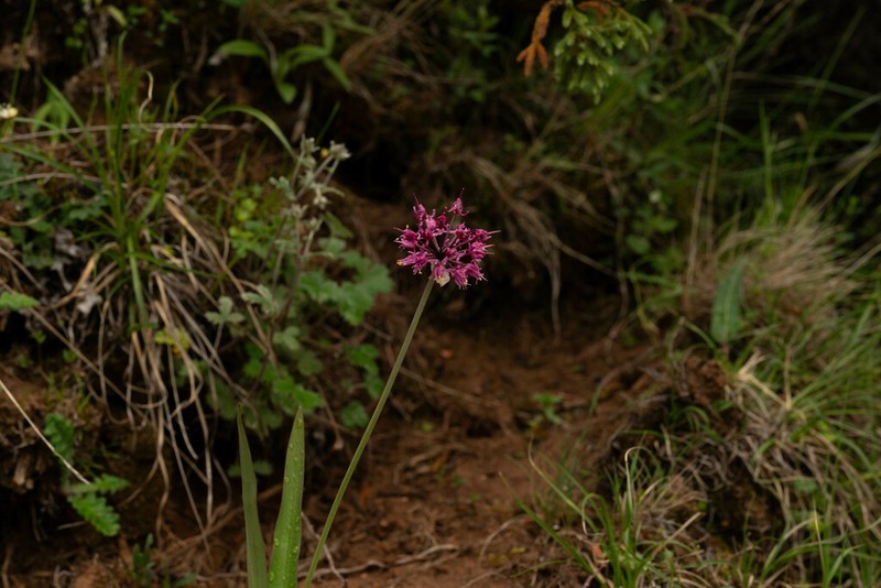 Allium prattii photo 8