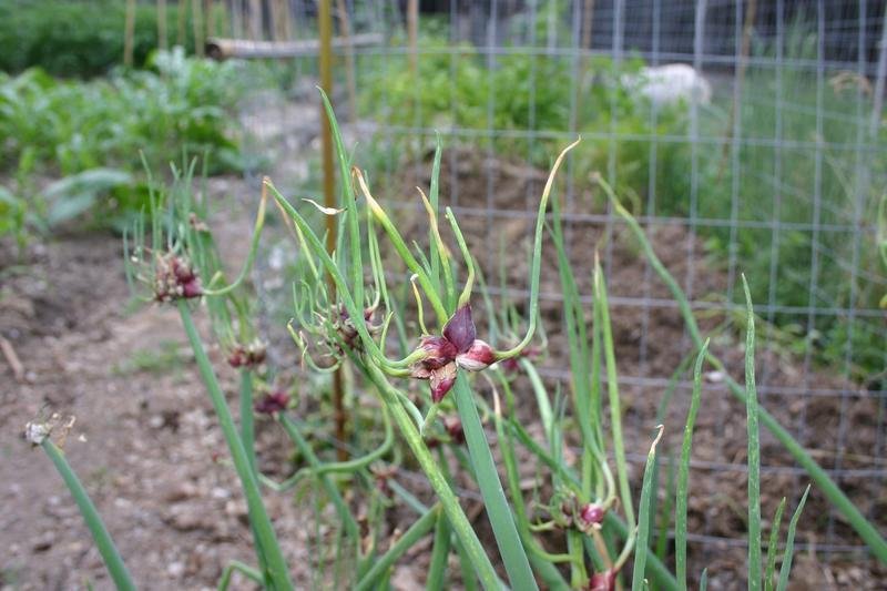 Garden Onion photo 3