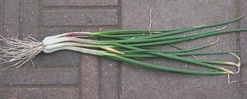 Garden Onion photo 4
