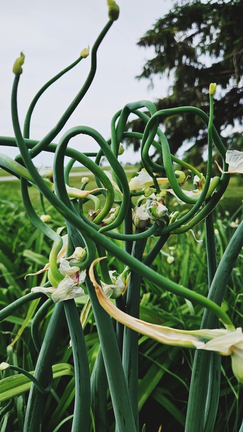 Garden Onion photo 5