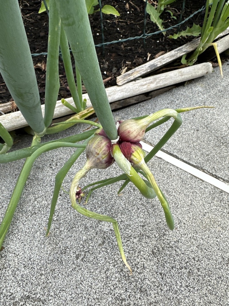 Garden Onion photo 6