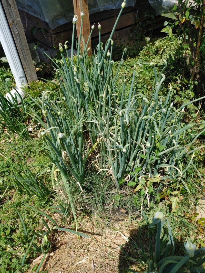 Garden Onion photo 7