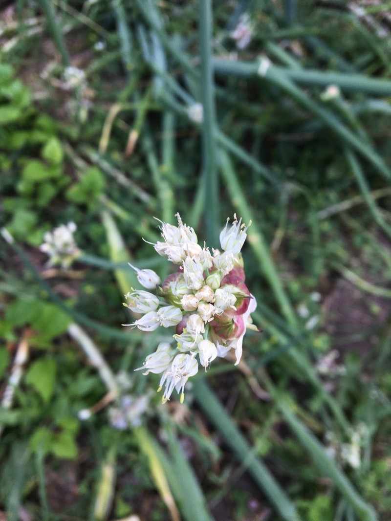 Garden Onion photo 8