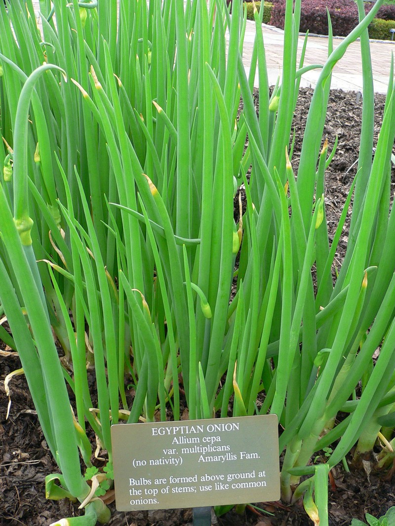 Garden Onion photo 2