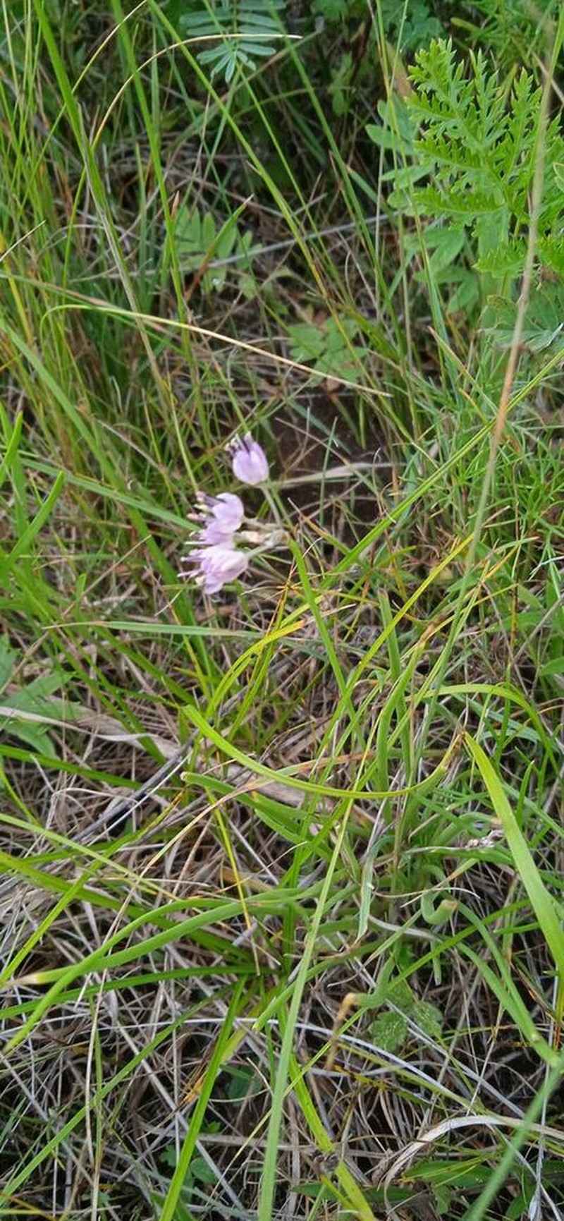 Allium prostratum