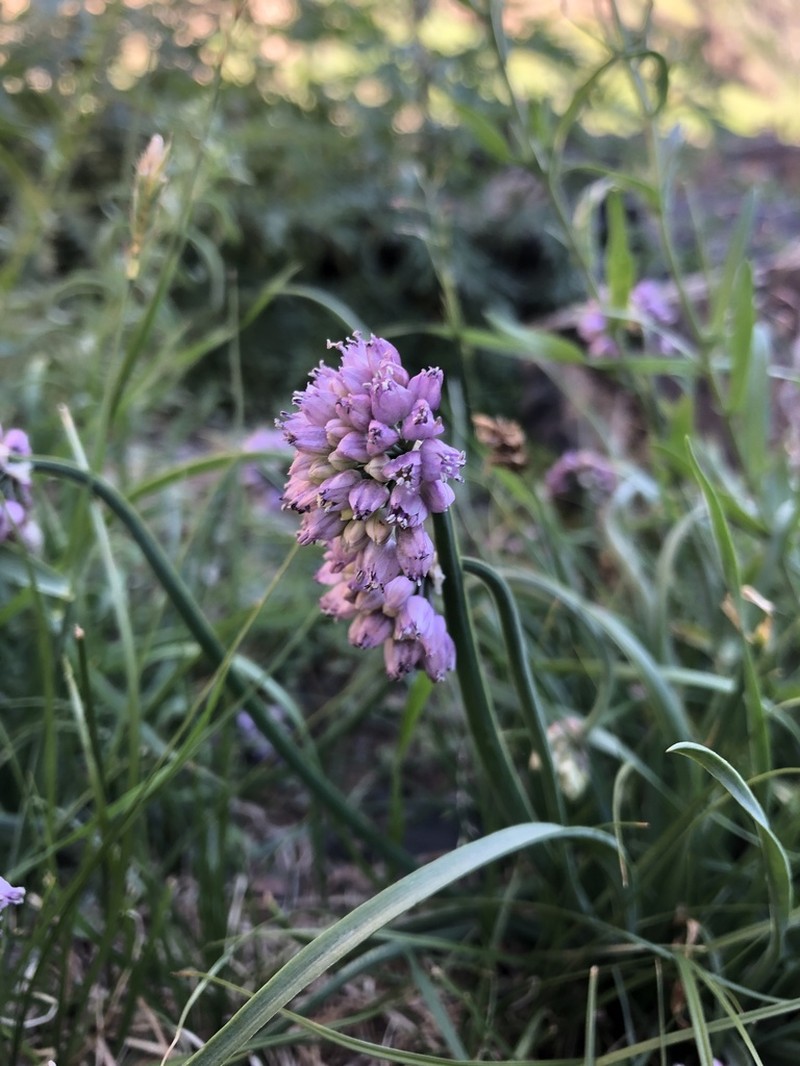Allium prostratum photo 2