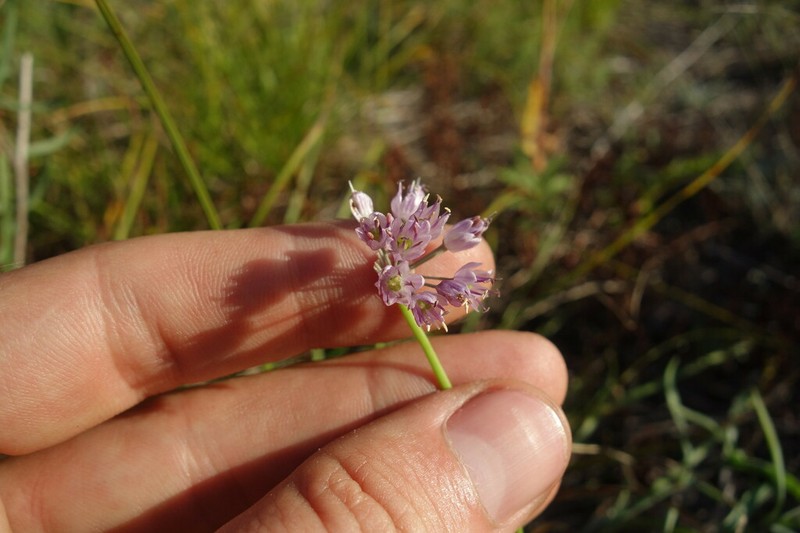 Allium prostratum photo 3