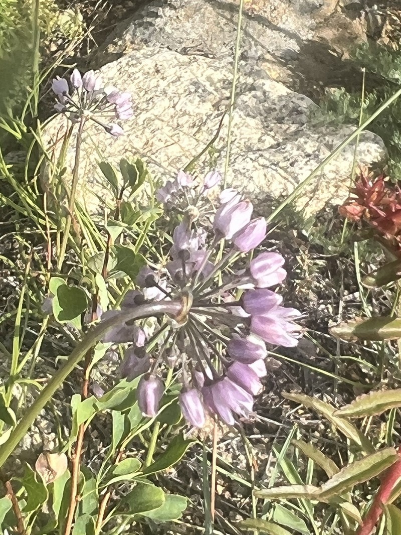 Allium prostratum photo 5