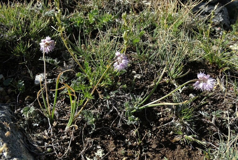 Allium prostratum photo 7