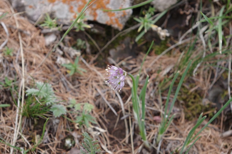 Allium prostratum photo 8