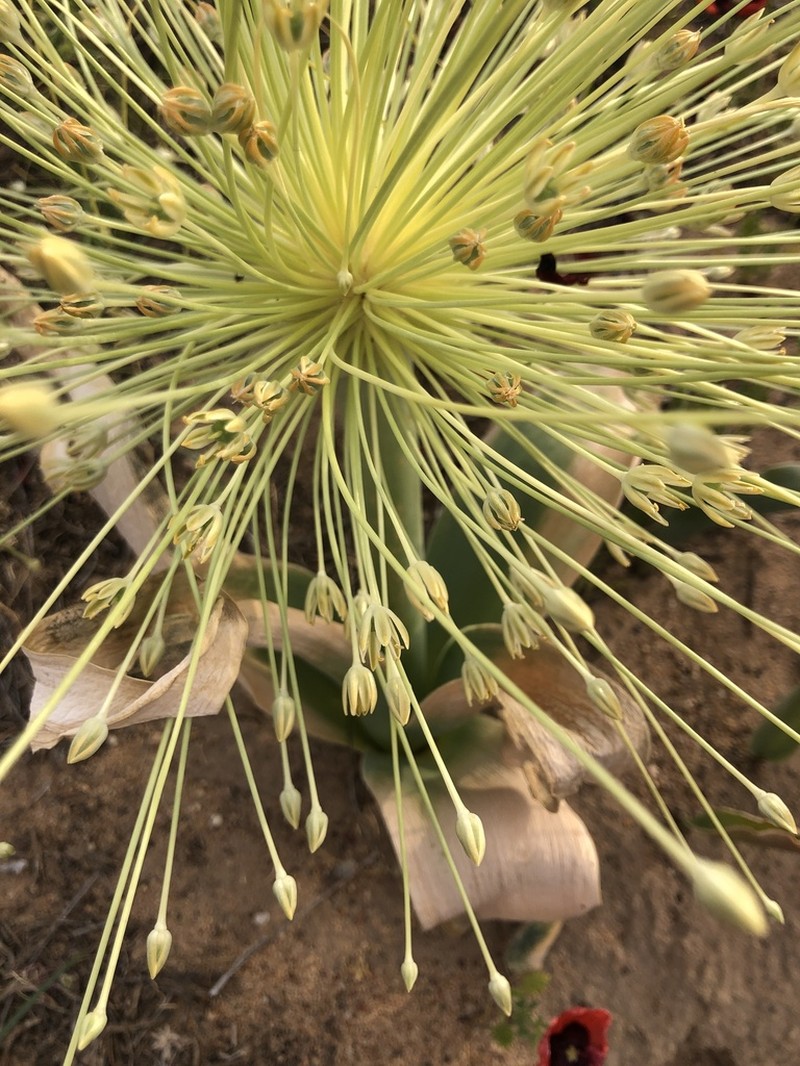 Allium protensum